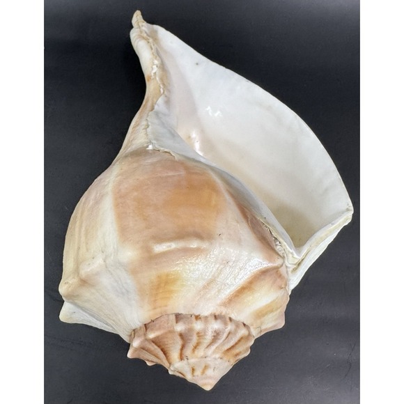 Other - Large 11.5" Natural Lightning Whelk Sea Shell Coastal Beach Nautical Ocean Decor